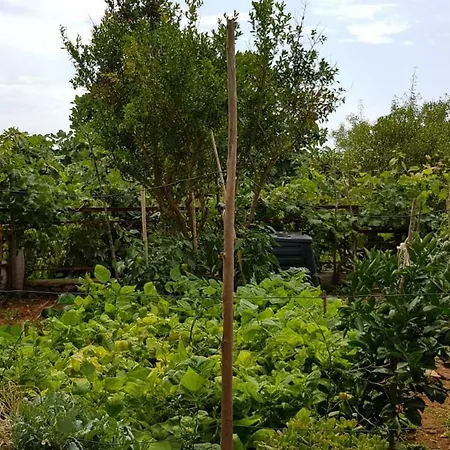 Adelia Apartment Mali Losinj